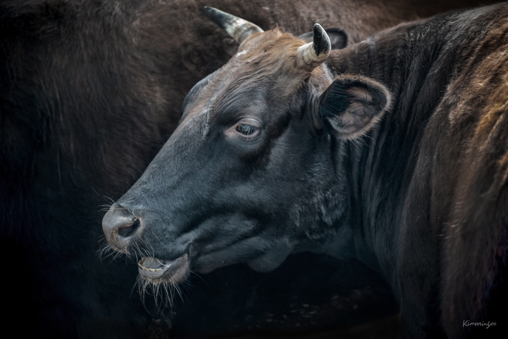 김민수 (Kim Minsoo)