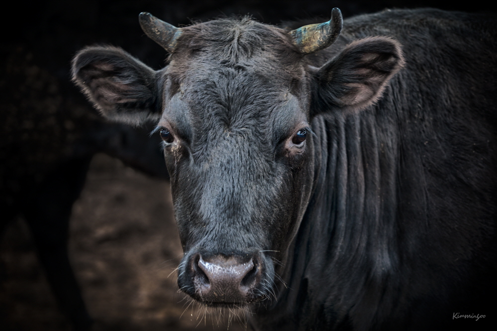 김민수 (Kim Minsoo)